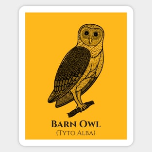 Barn Owl with Common and Latin Names - nocturnal bird design Sticker